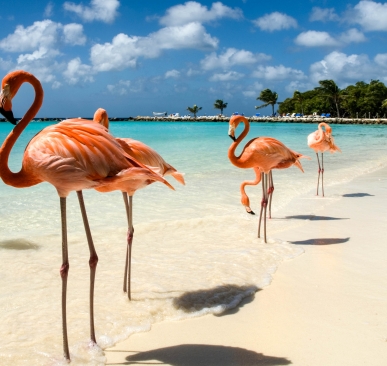 flamingos-on-the-beach-istock_8252068_large-2-2_1581675580-72236daa554cac1112f9a9642ababbd0.jpg
